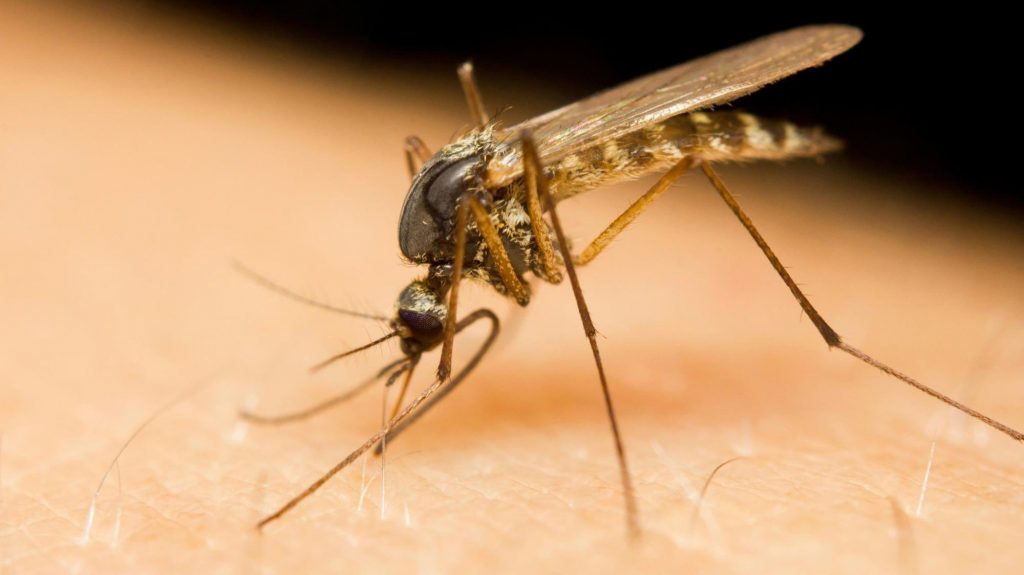 Primul caz de infectare cu virusul West Nile din acest sezon, în România. Unde a fost raportat