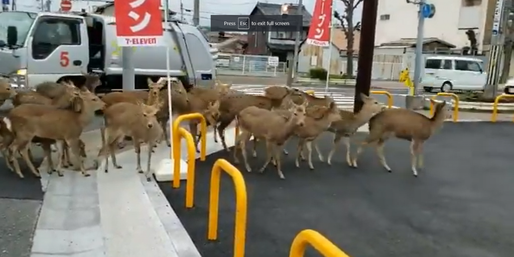 Consecințele autoizolării. Invazie de animale sălbatice pe străzile goale din marile orașe