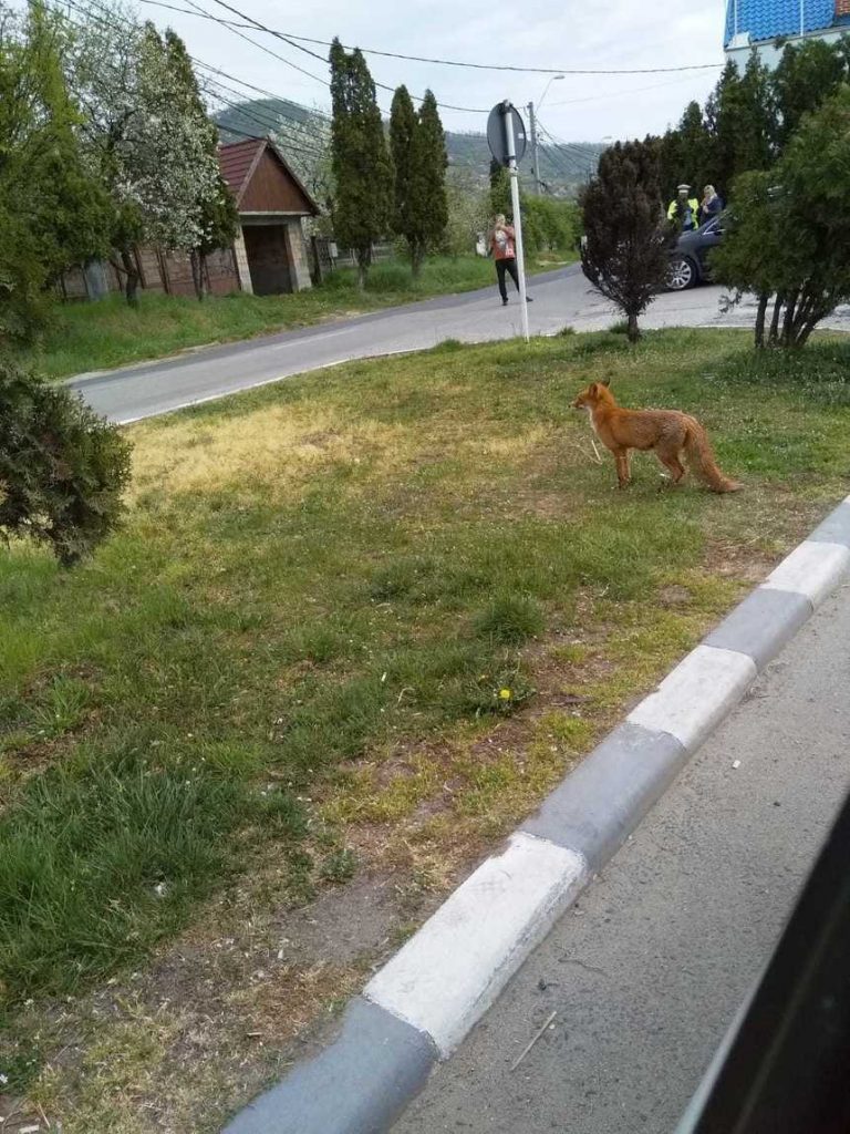 Vulpe care a furat o găină, filmată de poliția din Baia Mare. “Infracțiune flagrantă de furt calificat!” Ce altă regulă a mai “încălcat” animalul VIDEO