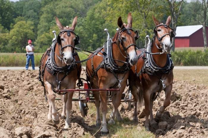 Moarte cruntă pentru o copilă de 12 ani. A fost lovită de un cal, în piept, în timp ce se afla la arat cu tatăl ei