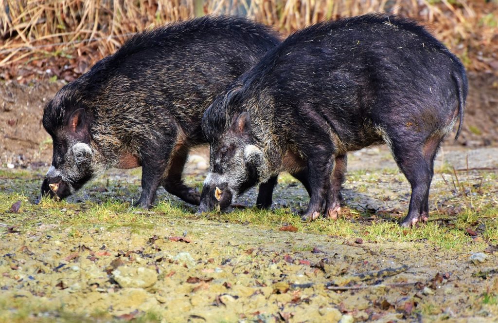 Focar de pestă porcină în România! Ce măsuri s-au luat