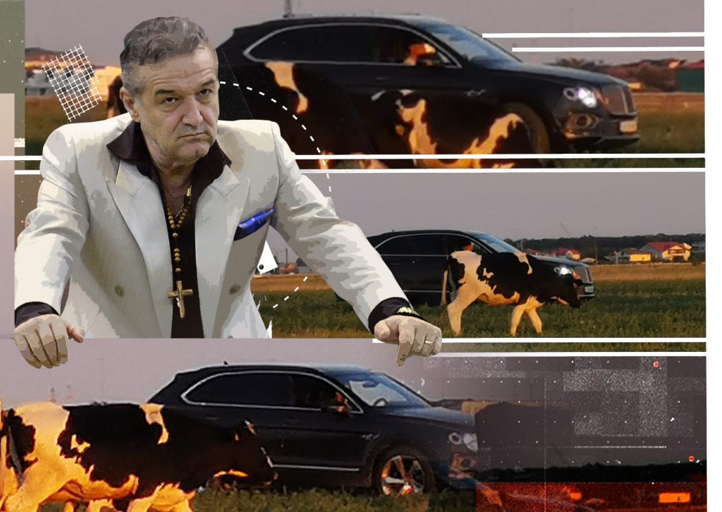 Uite-l pe Gigi Becali cum supervizează vacile pe miriște din Bentley-ul de 250.000 €, deși are cioban!