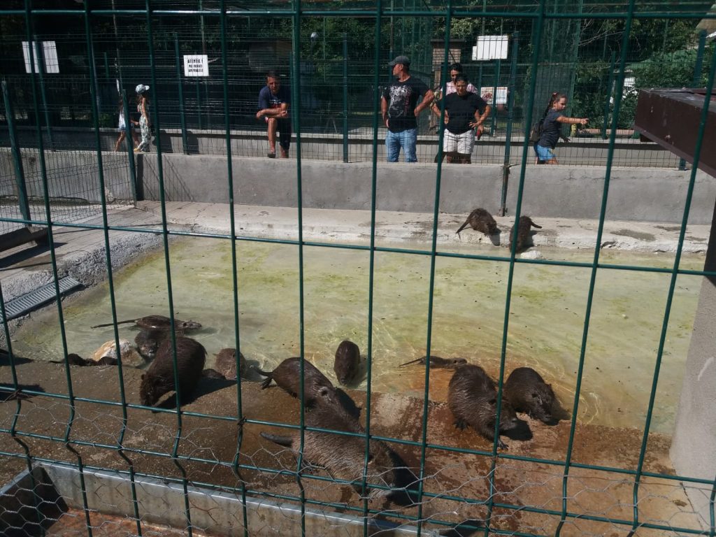 Și animalele de la Zoo suferă din cauza caniculei. Cum sunt îngrijite la Craiova, la peste 35 de grade Celsius