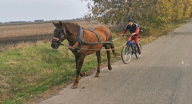 Bicicleta trasă de cal, inaugurată în Vaslui! Imagini de senzație VIDEO