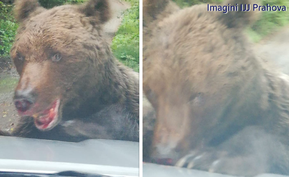 Este alertă în Prahova. Un urs rănit și agresiv a atacat oamenii în zona Bușteni