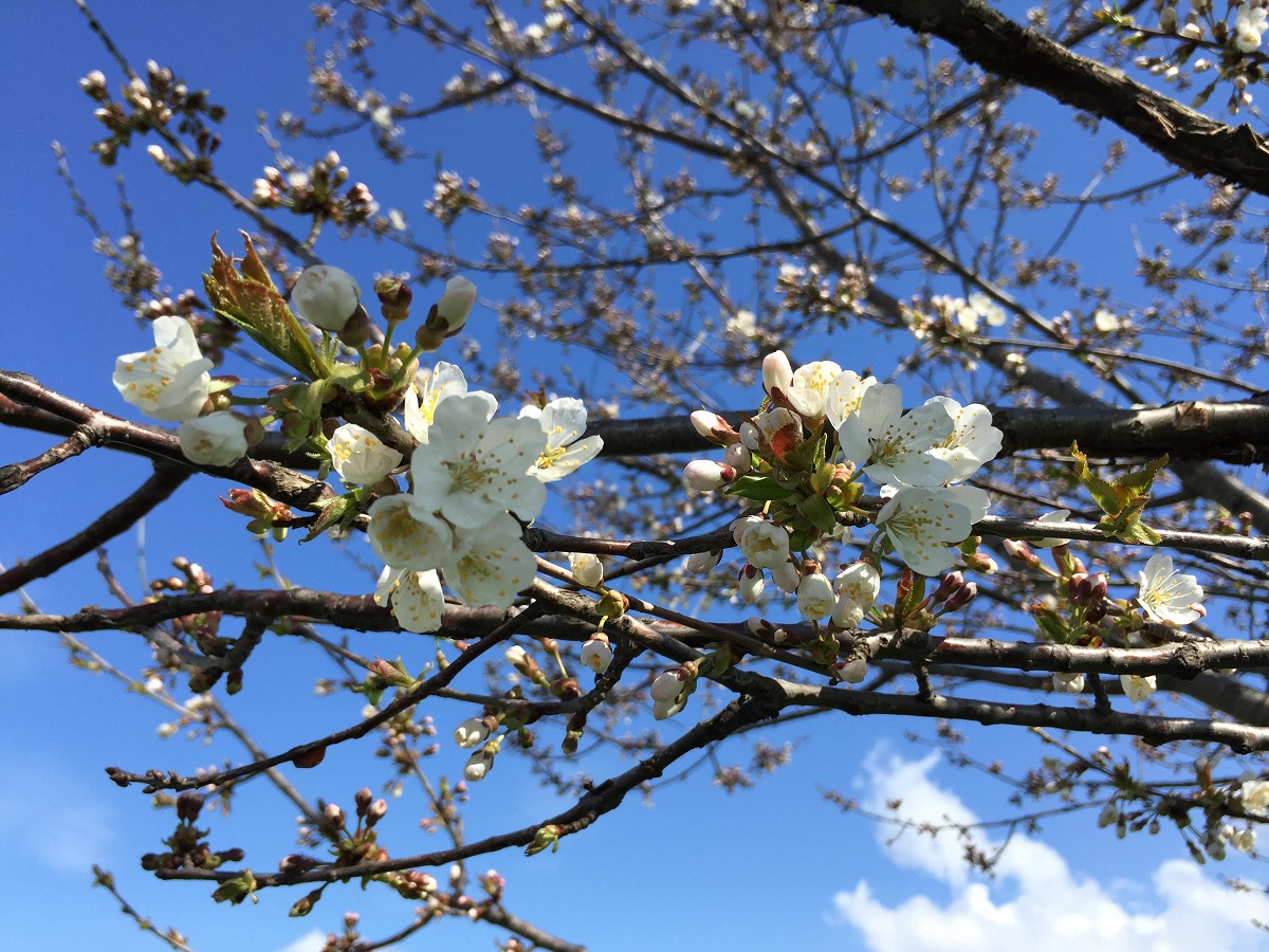 Prognoza meteo marți, 2 martie. Temperaturi extrem de plăcute și vreme de primăvară, în aproape toată România