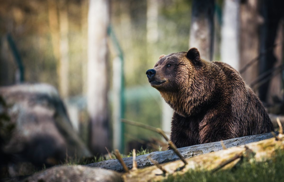 Panică pe străzile din Băile Tușnad! Opt urși au fost alungați de jandarmi