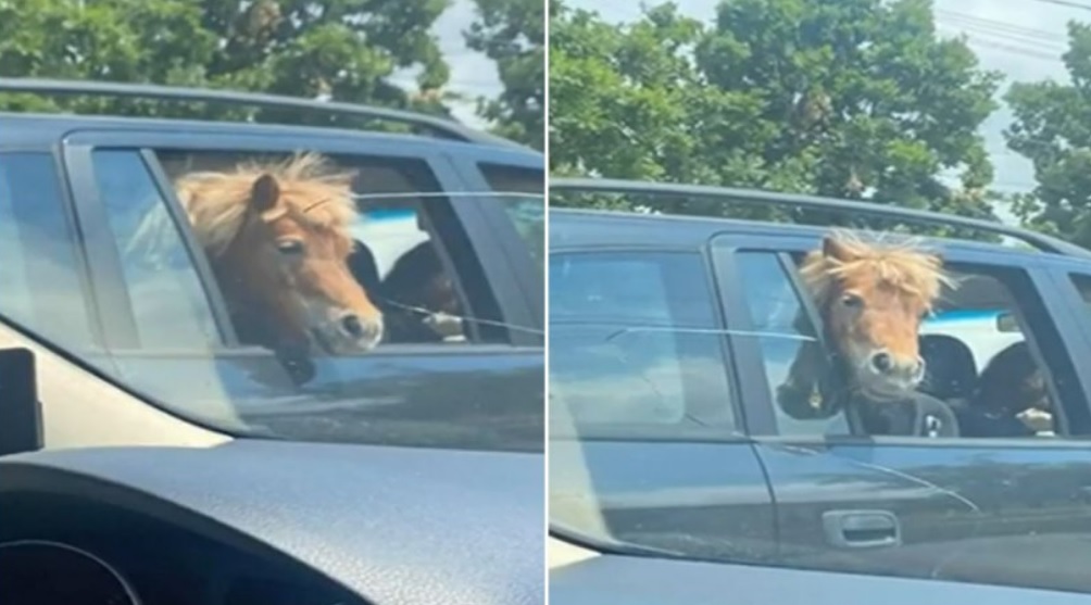 Să vezi și să nu crezi! Un ponei a fost plimbat pe bancheta din spate a mașinii, alături de doi copii