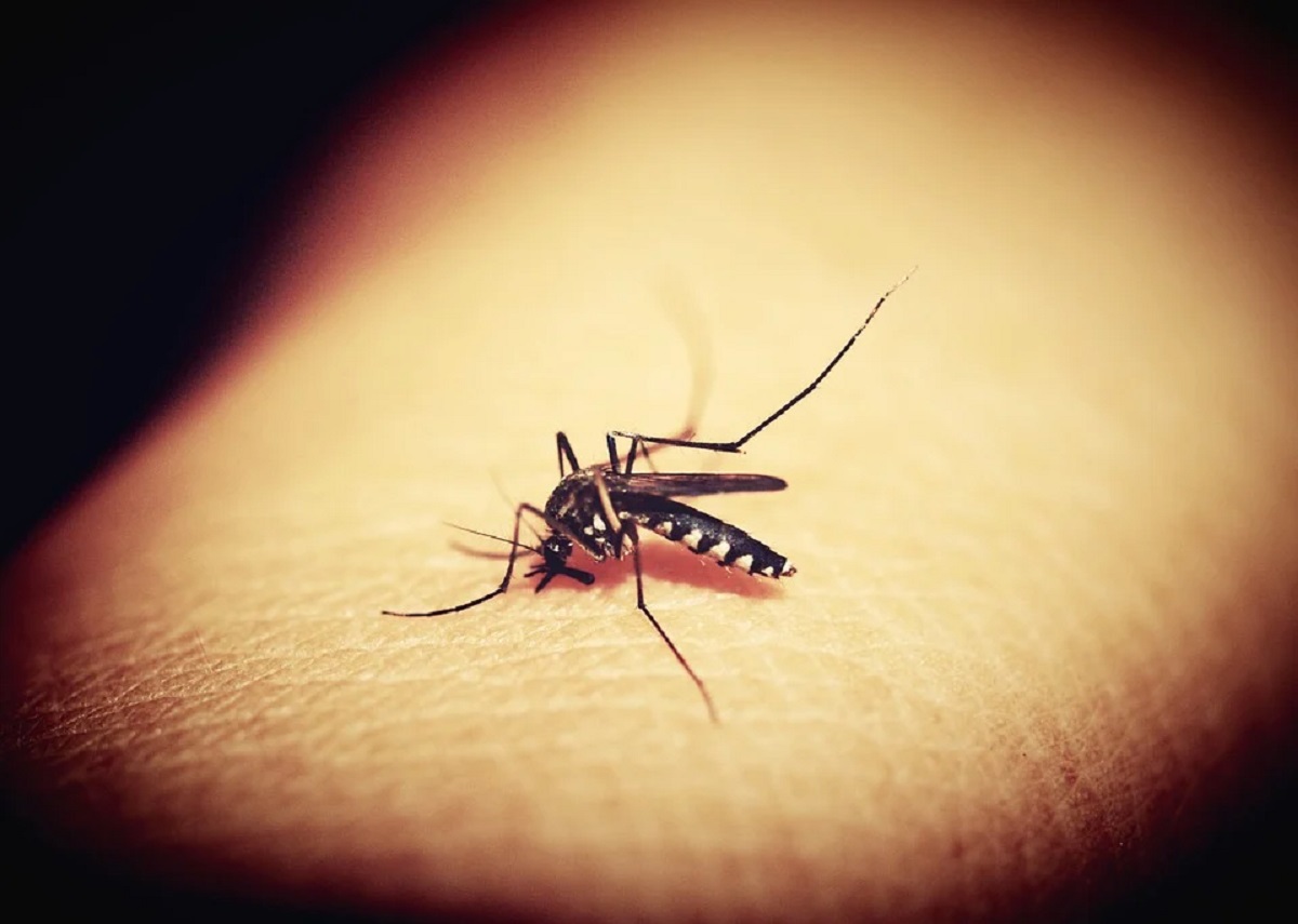 Alertă în Capitală! Ţânţari purtători de virus West Nile, depistaţi în Bucureşti