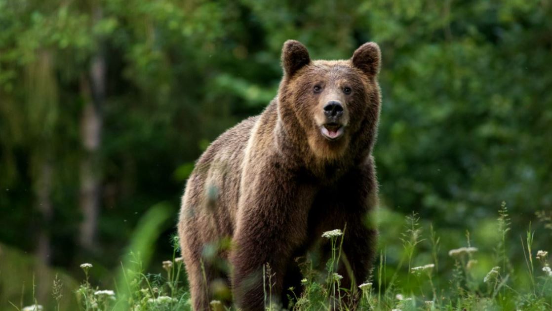 ISU Brașov, mesaj RO-Alert de toată jena: “Ursu băăă! Animalul este…”