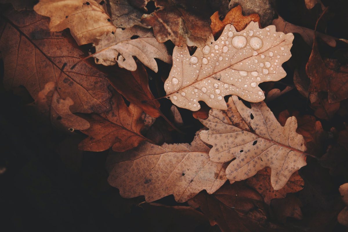 Vine toamna! Vremea se va schimba radical. Anunțul făcut de meteorologi