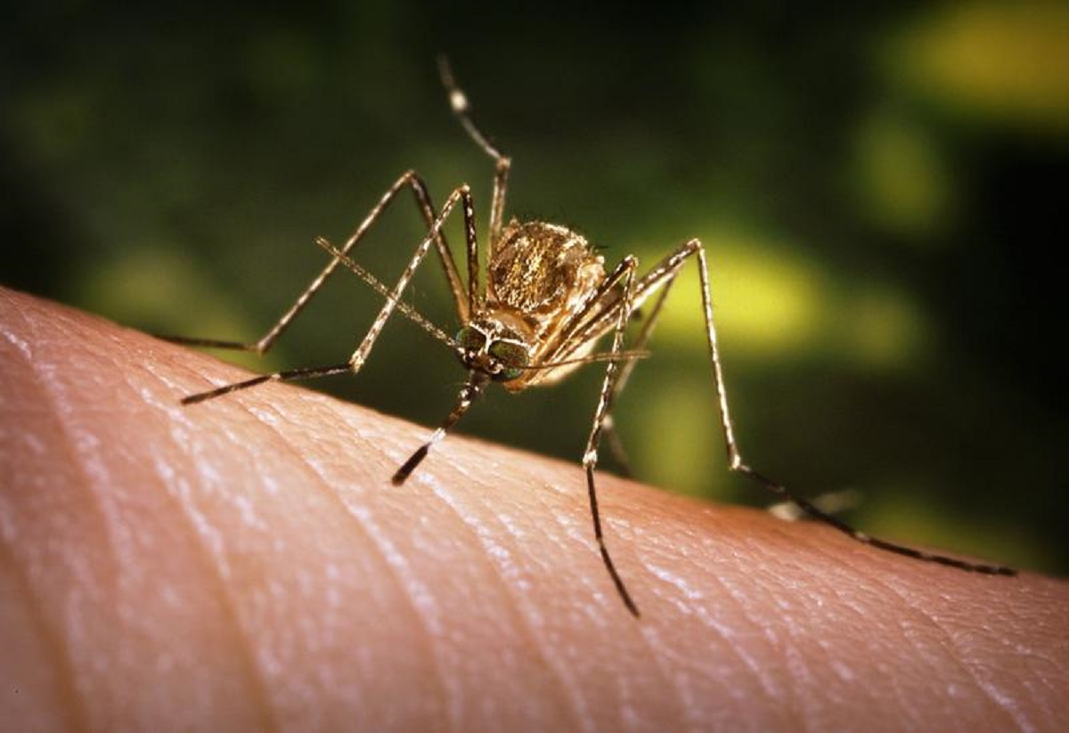 Încă două cazuri de infecţie cu virusul West Nile au fost raportate în România