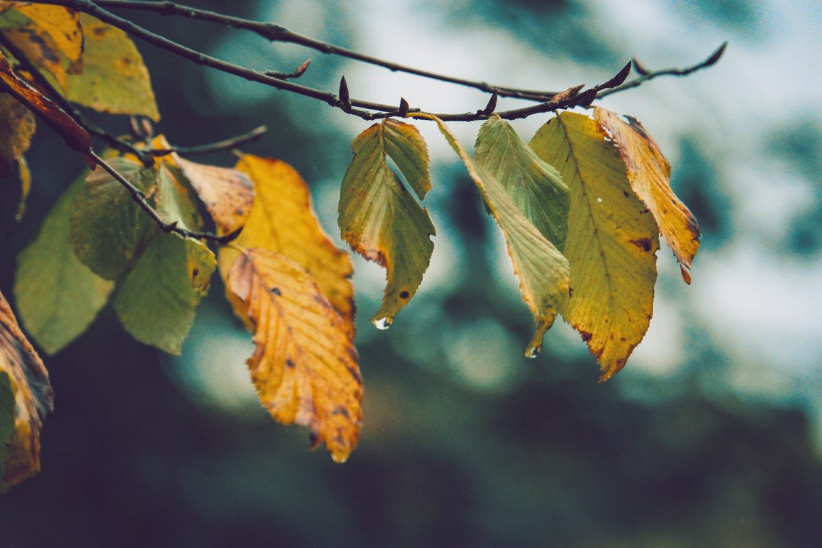 Nu scăpăm de ploi! Meteorologii au emis un nou cod galben de vreme rea. Harta zonelor afectate