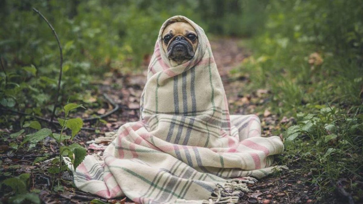 A crezut că a cumpărat un câine, dar după 6 luni a trăit un şoc! Animalul se transformase în ceva foarte periculos