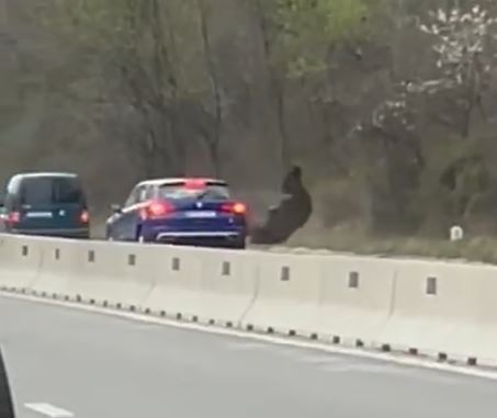 Urs lovit de două mașini, pe DN1, în dreptul localității Cornu. Animalul a fugit în pădure în urma impactului | VIDEO