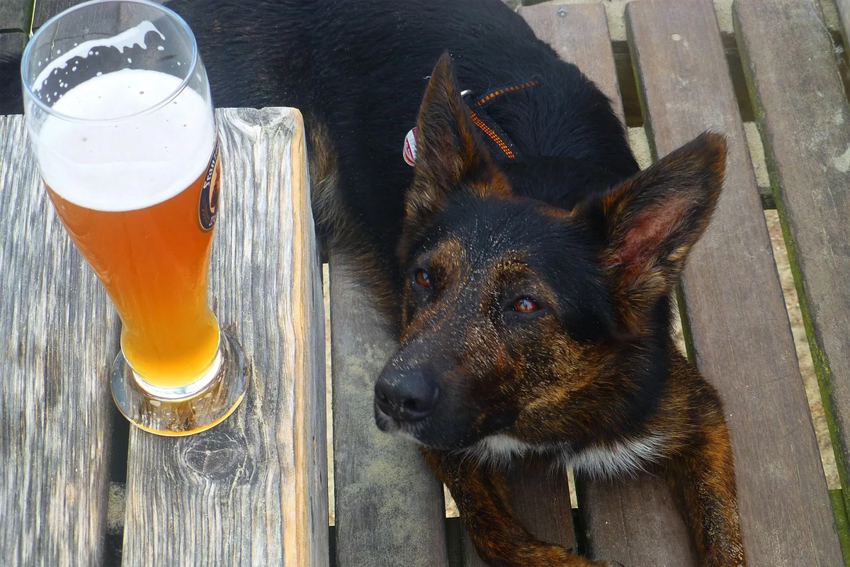 Puțini stăpâni știu acest lucru. Ce se întâmplă, de fapt, dacă un câine bea alcool