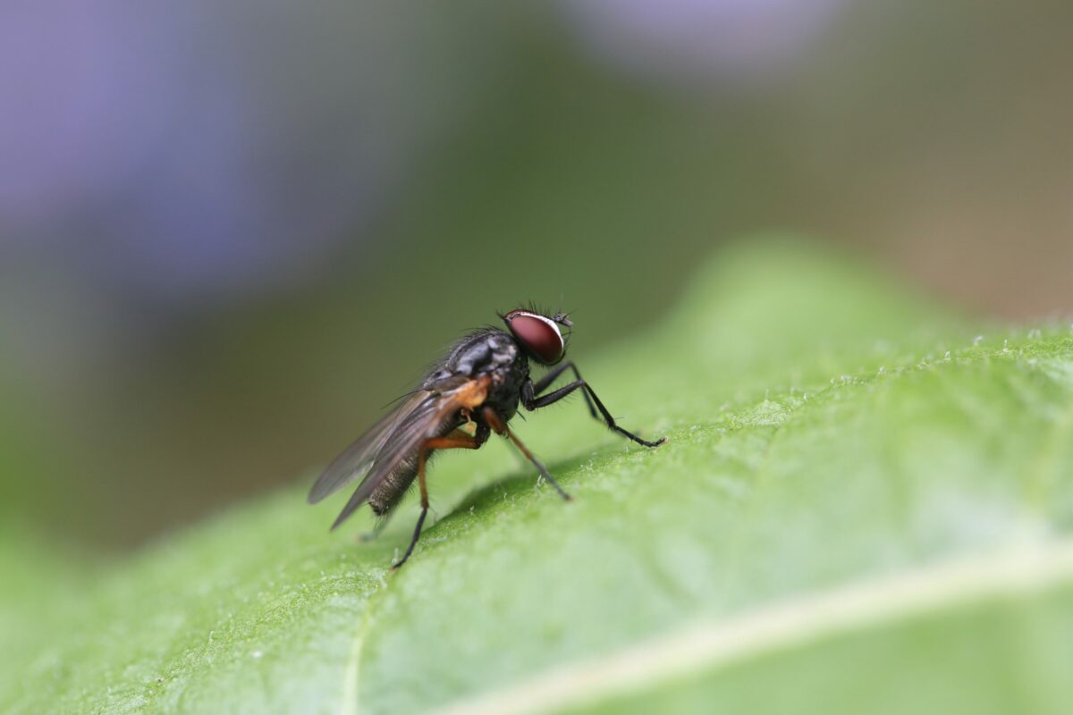 Alimentele care te scapă de muște și gândaci. Așa scapi rapid de insectele nedorite