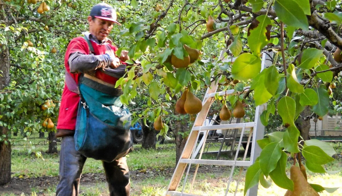 Ce au pățit 37 de muncitori români, plecați să culeagă pere în Belgia. Au crezut că dau lovitura, dar au trăit coșmarul vieții!