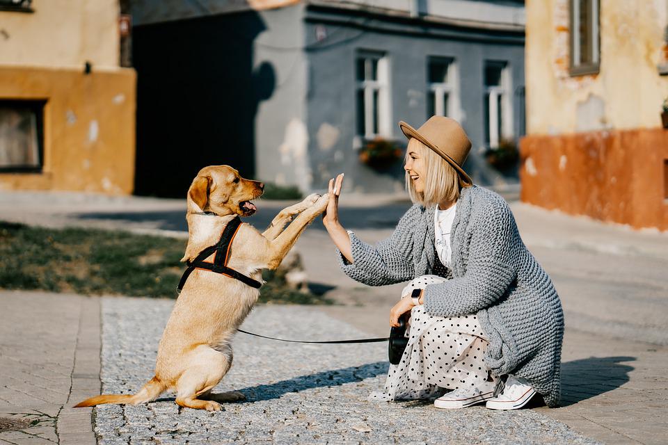 Top 5 cele mai scumpe rase de câini din lume. Iubitorii de animale ar trebui să scoată o avere din buzunar pentru a-i avea