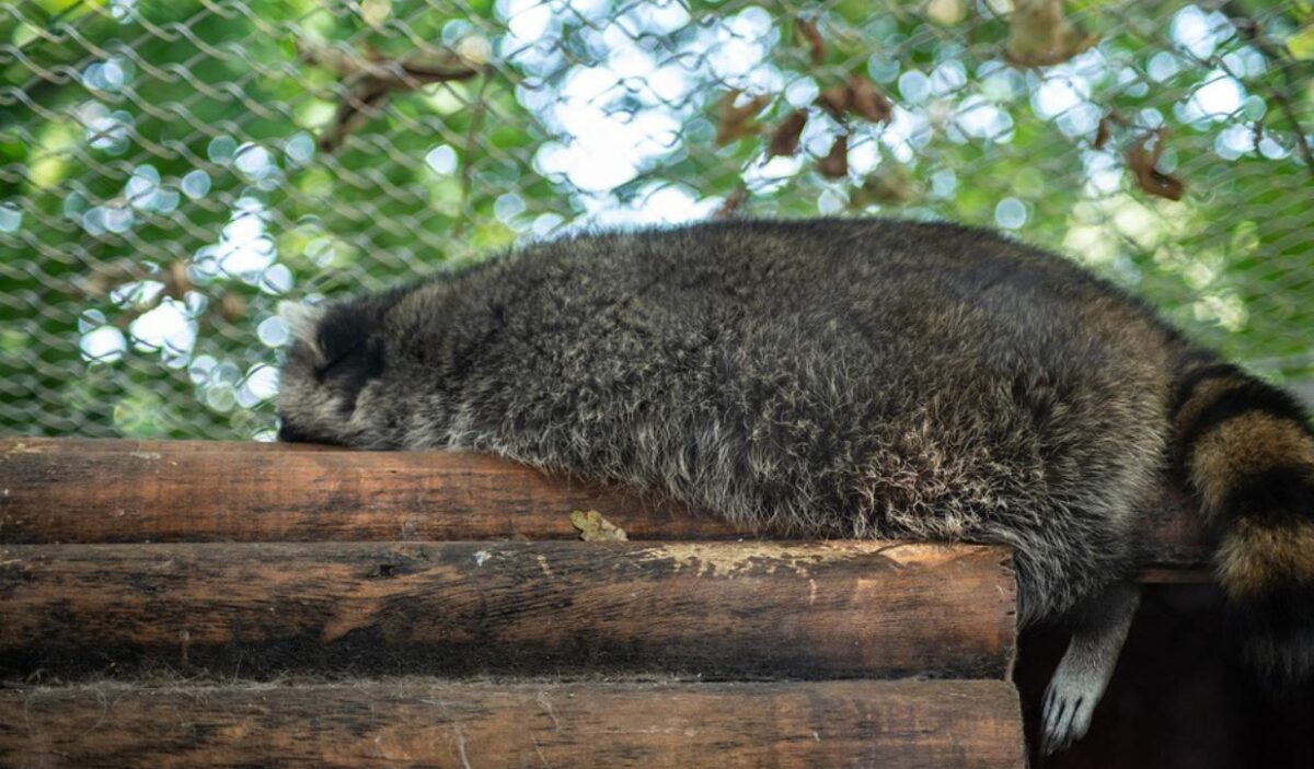 O familie de români și-a luat un animal exotic. Incredibil ce s-a întâmplat, după ce acesta a crescut