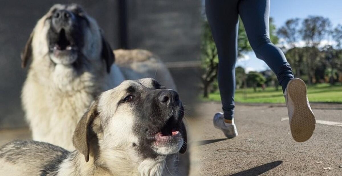 Tragedie în București. O femeie a fost ucisă de câini, în timp ce se afla la alergat lângă Lacul Morii