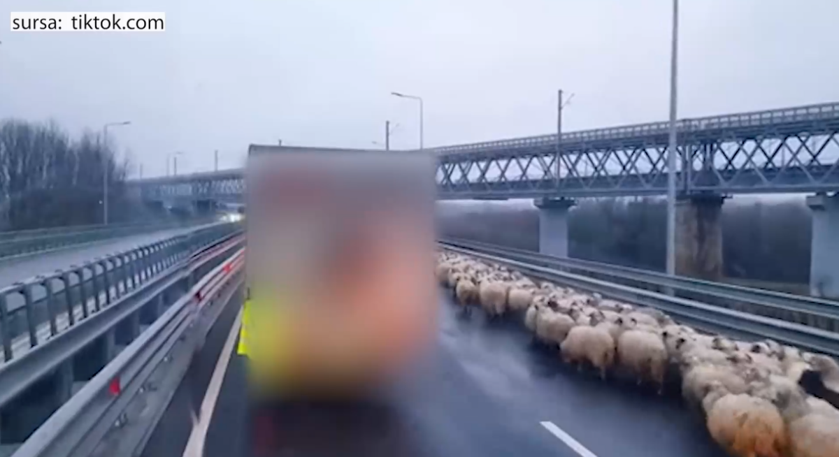 Imaginile virale ale zilei | „Cu oile pe autostradă”. Trei ciobani cu o turmă de oi au reușit să blocheze circulația pe A2