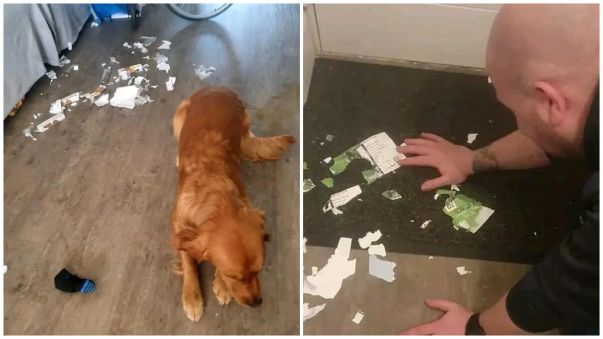 Pare banc, dar este real! Cum s-a „răzbunat” un stăpân pe câinele lui, după ce i-a „mâncat” biletele pentru meciul de fotbal