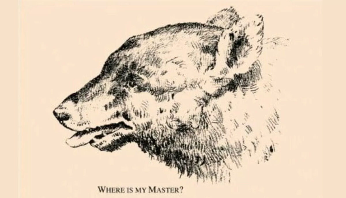 Test de inteligență din anul 1880 | Unde e stăpânul ursului din imagine?