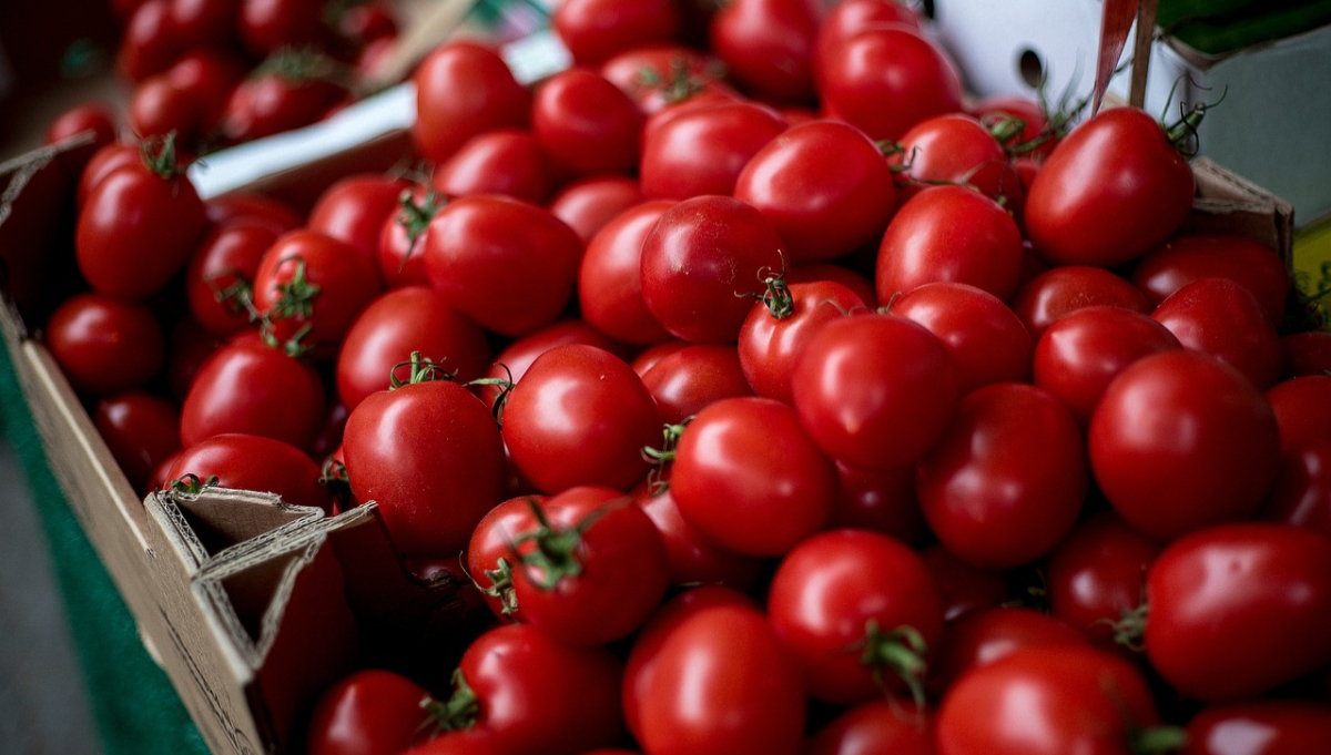 Cât costă un kilogram de roșii la marginea Bucureștiului. Agricultorii le vând direct la poartă