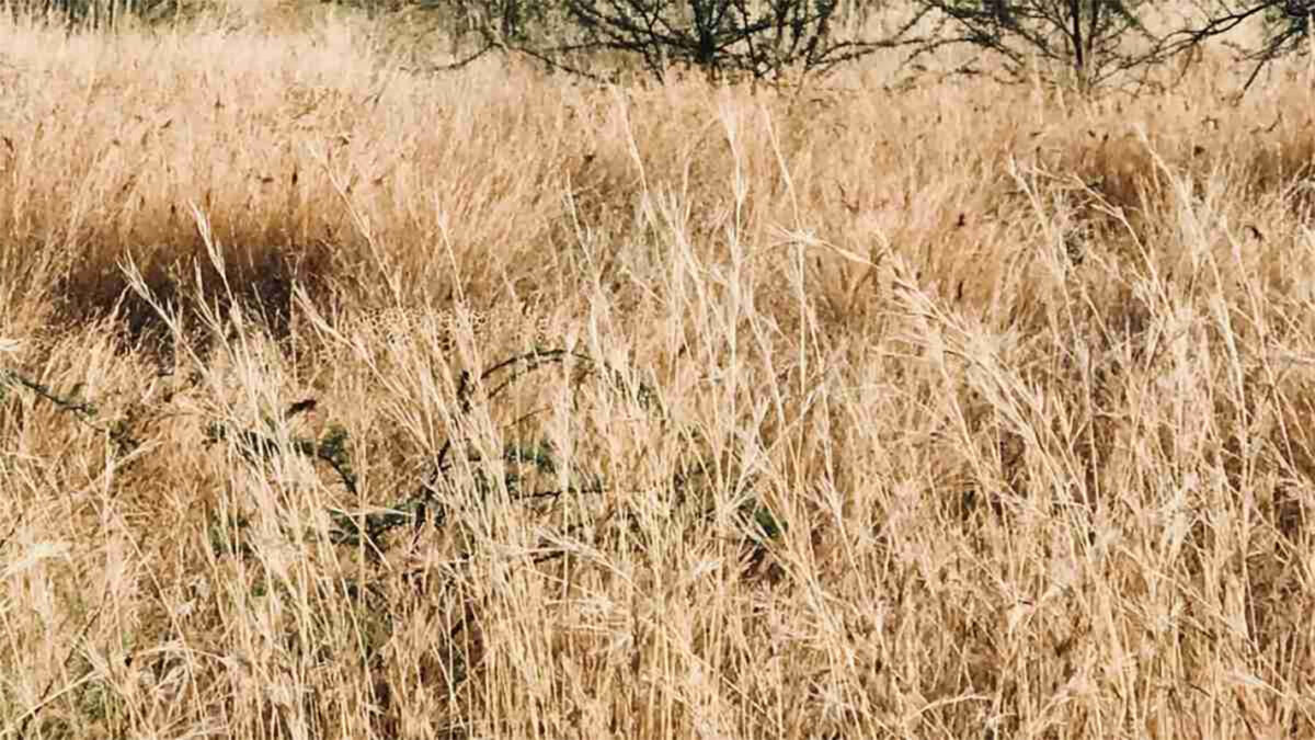 Iluzie optică virală | Ce animal se ascunde în această imagine?