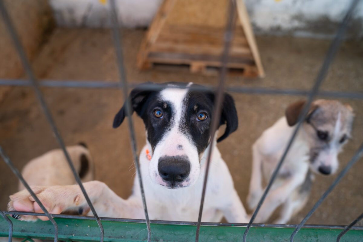 (P) Fiți parte din schimbare: cum putem ajuta animalele fără adăpost de Ziua Mondială a Animalelor?