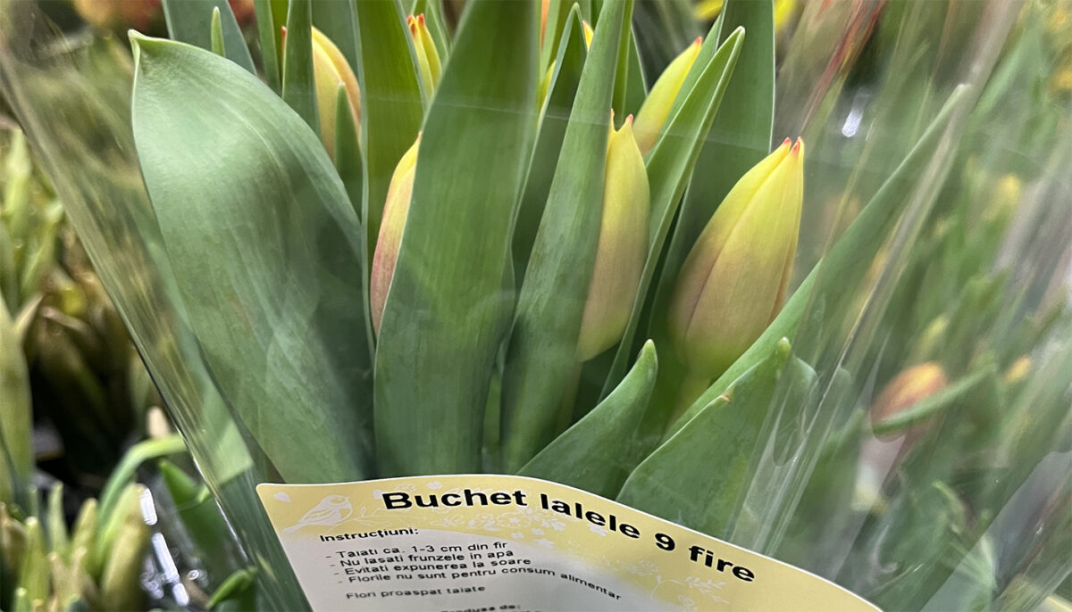 Cu câți lei se vinde un buchet cu 9 lalele în Kaufland, azi, de Ziua Femeii. Românii au crezut că nu văd bine