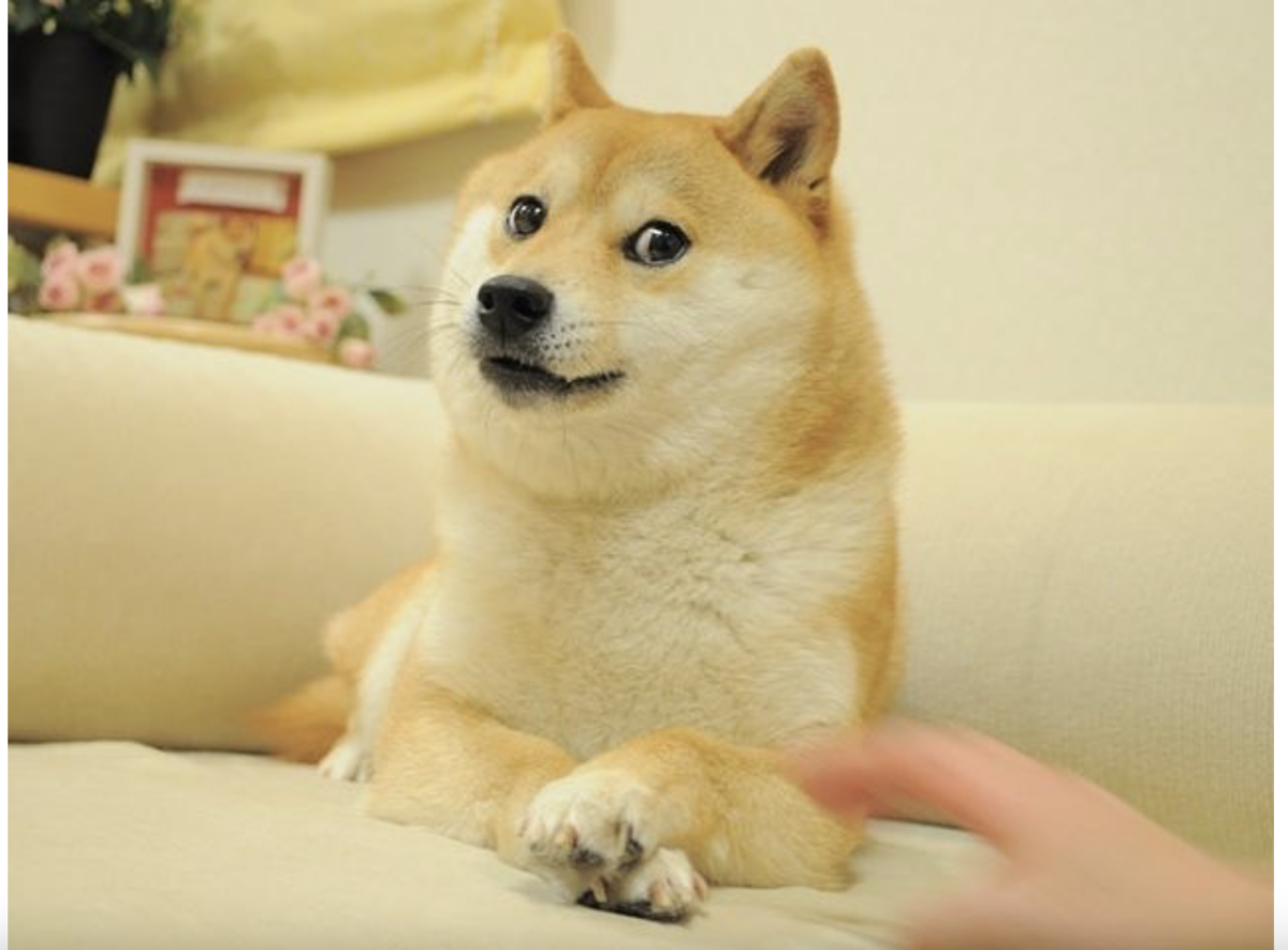 Kabosu, câinele din celebra memă „Doge” și simbolul criptomonedei Dogecoin a murit. Anunțul a fost făcut de stăpâna patrupedului
