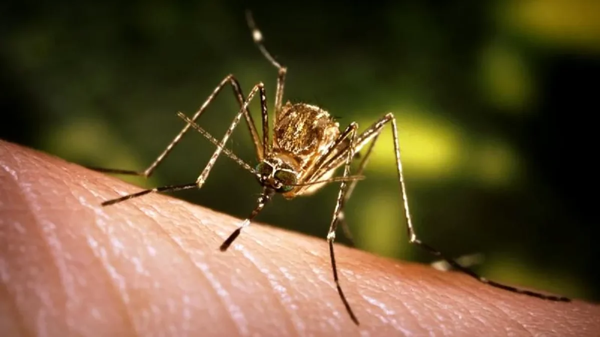 Alertă în Capitală! Țânțari cu virusul West Nile au fost depistați în patru sectoare din București
