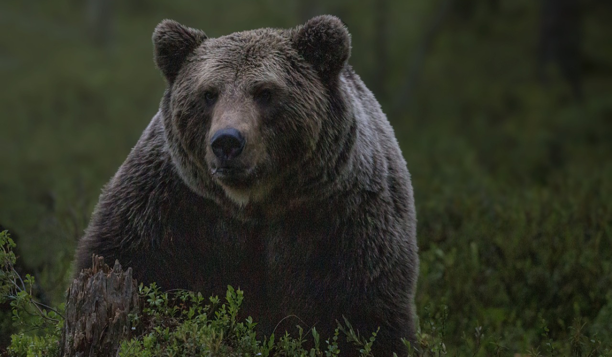 ALERTĂ: un urs dă târcoale lângă Ploieşti. Sfatul urgent al autorităților: „Păstraţi distanţa şi nu încercaţi să vă fotografiaţi”
