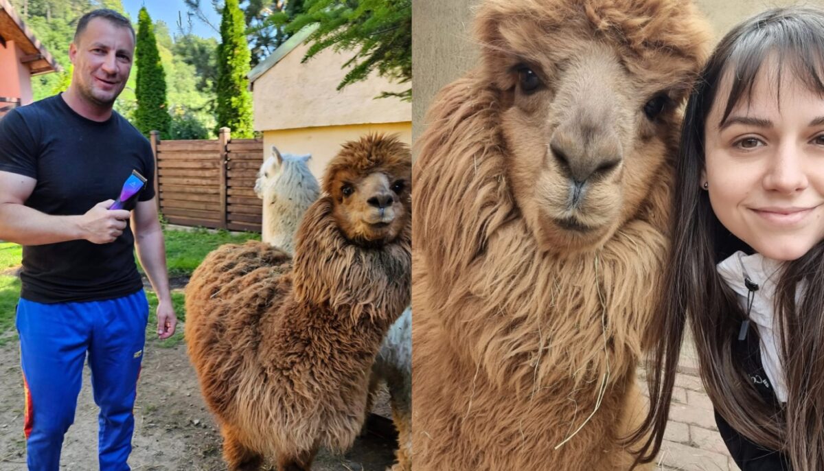 Marian Godină, acuzat de abandon. Ce ar fi făcut cu cele două alpaca pe care le creștea