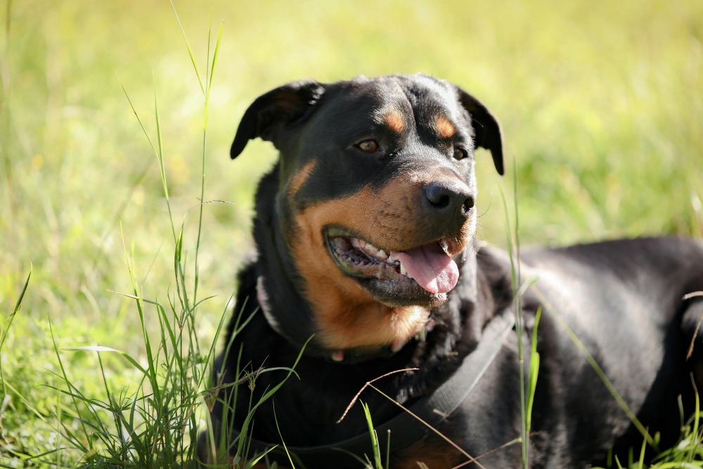 (P) Rasa de câini Rottweiler