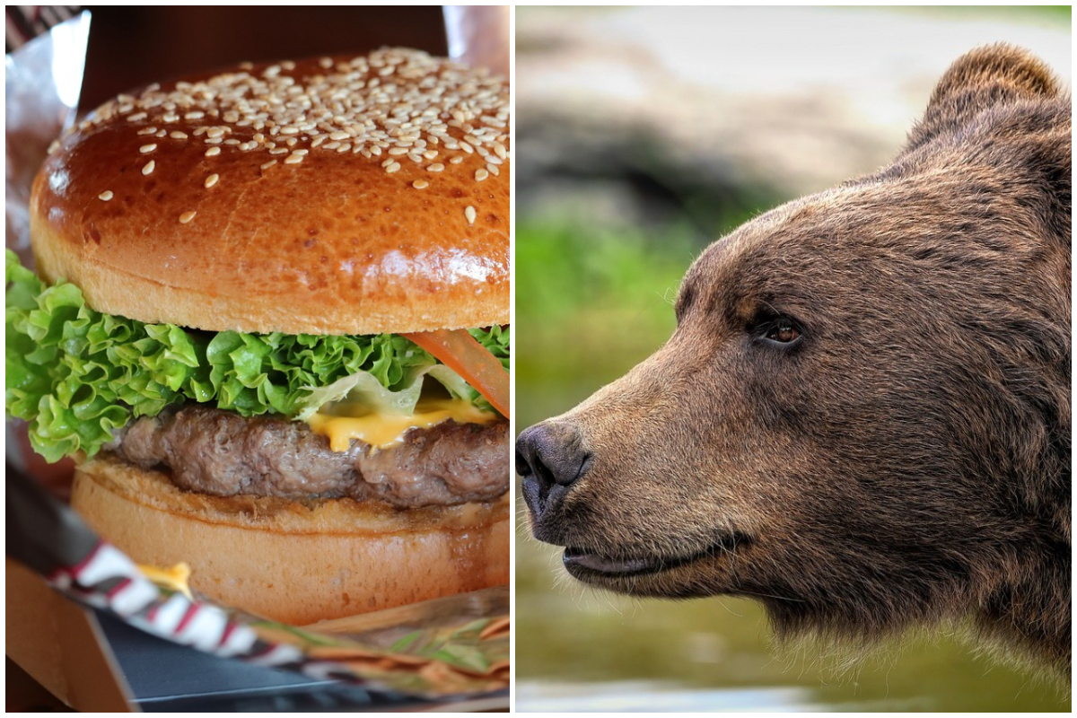 Nu e o glumă! Cât costă un burger de urs, de 450 de grame, în Brașov