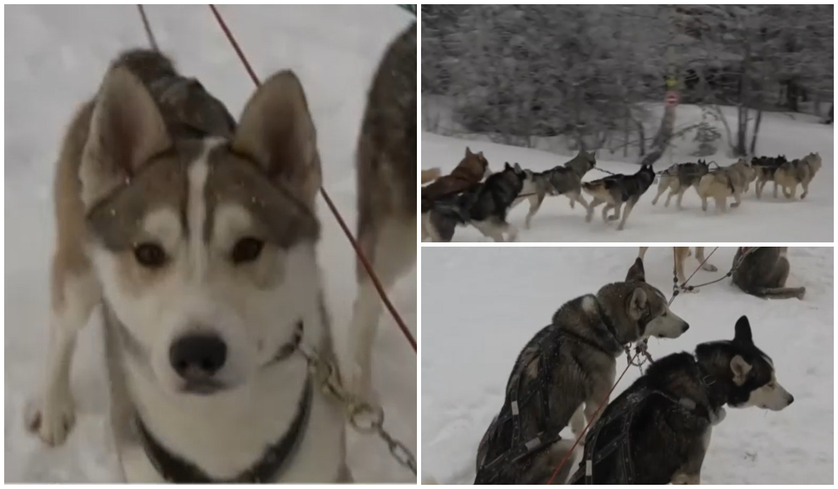 Cât costă plimbarea cu sania trasă de câini husky. Locul din România unde turiștii se simt ca-n Laponia