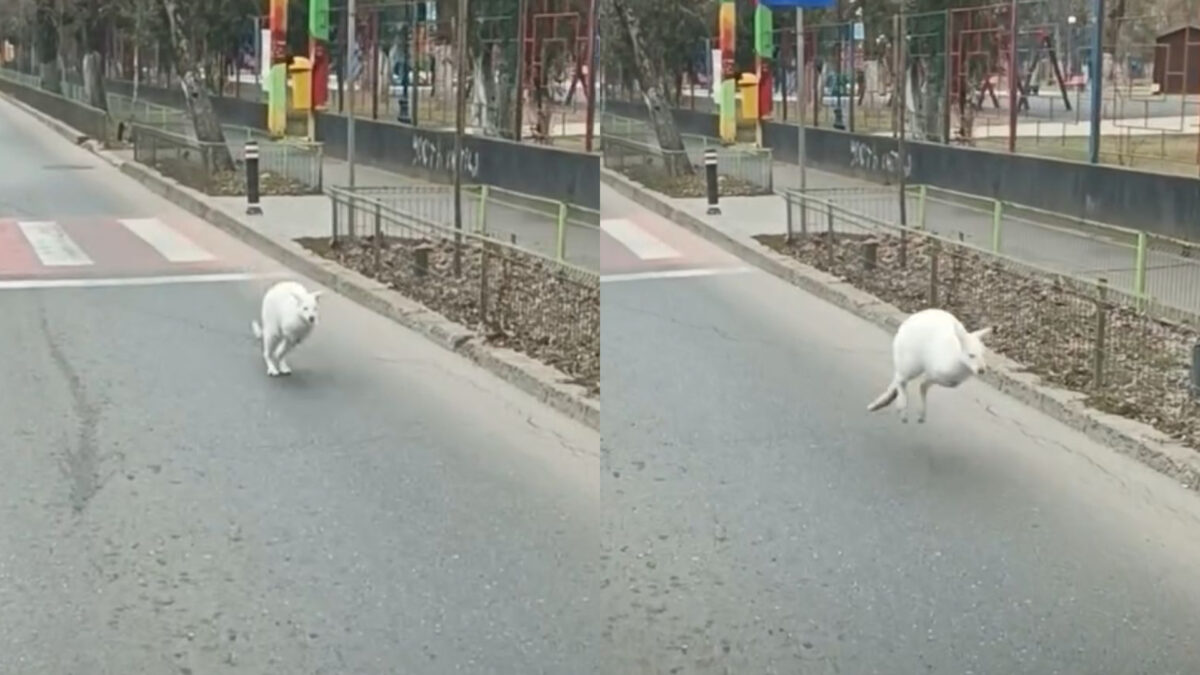 Al cui este puiul de cangur care a fugit îngrozit pe străzile din București. Nu te va mira deloc numele stăpânului